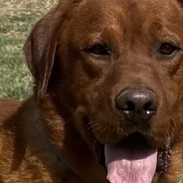 Hatfield - Labrador Retriever