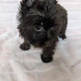 Tango - Liver male Yorkshire Terrier puppy in Gaylesville, Alabama from Sweet Alabama Yorkies