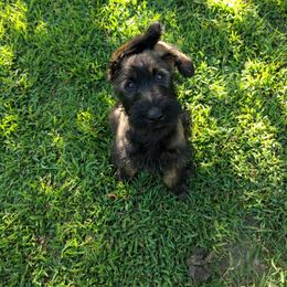 Giant Schnauzer Puppies from Riesenschnauzers von Reh Bach