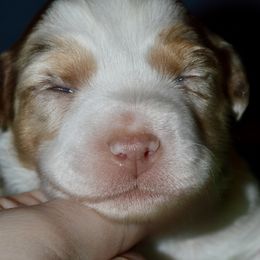 Twinkle - Red merle Miniature Australian Shepherd puppy in Post Falls, Idaho from Puppy Love Inland Northwest