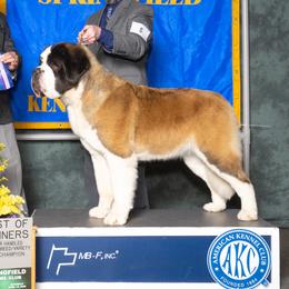 Koa - Saint Bernard