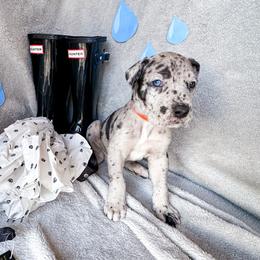 Dain - Merle male Great Dane puppy in Climax, Michigan from Beaver Creek Danes