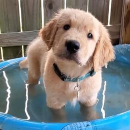 Golden Retriever Puppies from Arkansas River Golden Retrievers