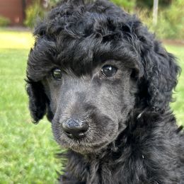 Poodles from Poodle Mia Bailey