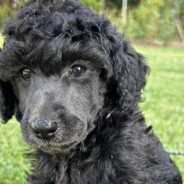 Poodles from Poodle Mia Bailey