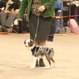 Miniature Australian Shepherd puppies from Best Little Aussies