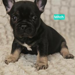 Mitch - Tricolors male French Bulldog puppy in Neosho, Missouri from K2S Frenchies