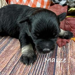 Maize - Black female Miniature Schnauzer puppy in Sylvania, Georgia from Southern Sky Miniature Schnauzers