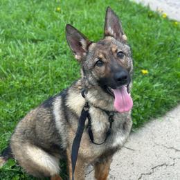 Moxie - Sable female German Shepherd puppy in Herkimer, New York from Render Kennels