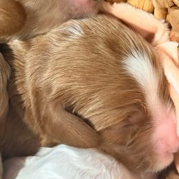 Stone - Red  male Goldendoodle puppy in Knoxville, Tennessee from Graystone Doodles