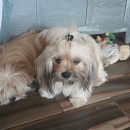 BRANDI - Lhasa Apso