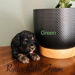 Green - Black and tan male Cavapoo puppy in White Sulphur Springs, West Virginia from Ryder Ridge Farm