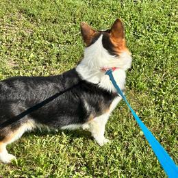 Cash - Pembroke Welsh Corgi