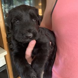 Giant Schnauzer Puppies from Mandy’s Giant Schnauzers
