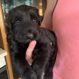 Giant Schnauzer Puppies from Mandy’s Giant Schnauzers