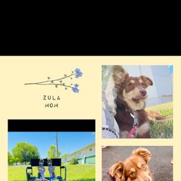 Zula - Miniature American Shepherd