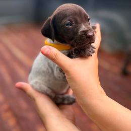 Poppy - White and liver female German Shorthaired Pointer puppy in Macclenny, Florida from Dillon's GSPs