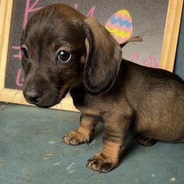 Eddie - Brindle male Dachshund puppy in Livingston, Kentucky from Illyria Dox & GSD