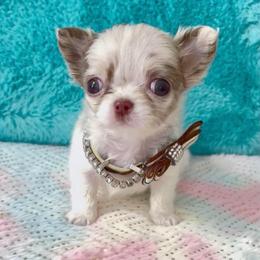 Olaf - Merle male Chihuahua puppy in Mesa, Arizona from Arizona Dream Chihuahuas