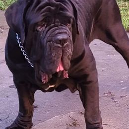 Neapolitan Mastiffs from C.C. Transportation