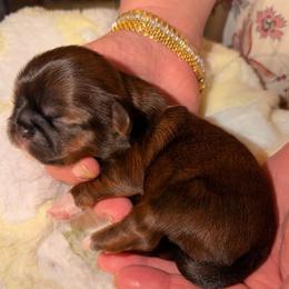 Zucchini - Brindle female Shih Tzu puppy in Citrus Heights, California from The Lion dog Shih Tzu