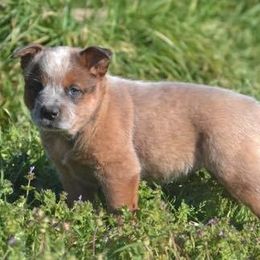 Australian Cattle Dogs from Rockin C Heelers