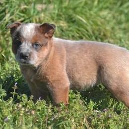 Australian Cattle Dogs from Rockin C Heelers