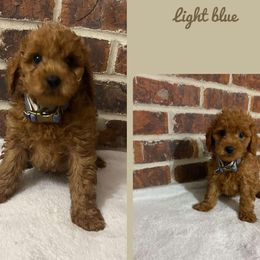 Light Blue Male Boy 1 - Red  male Goldendoodle puppy in Milan, Indiana from Judy's Pups