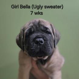 Girl 5 - Fawn female Mastiff puppy in Lake Villa, Illinois from Kharisma Mastiffs