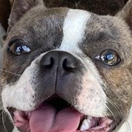 Boston Terriers from AKC Moonshine Valley Boston Terriers