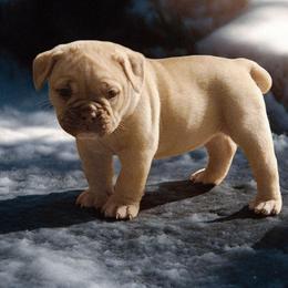 Girl 3 - Fawn and white female Bulldog puppy in Washington from Sun City Campeiro Bulldogs