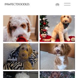 Australian Labradoodle All Grown Up from Pawfectdoodles