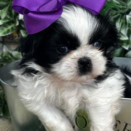 Sally - Black and white female Shih Tzu puppy in Claremont, California from Lovable Shih Tzus