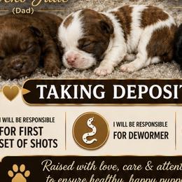 Shih Tzus from Ju’Little Shih Tzu