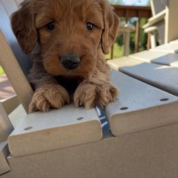 Goldendoodle Puppies from Doodifuldoods