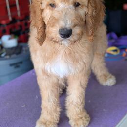 Blue Collar - Apricot male Goldendoodle puppy in Olympia, Washington from Sinclairdoodles