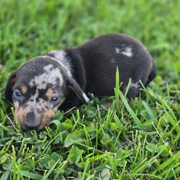 Buddy - Dapple male Dachshund puppy in Elma, Iowa from Iowa Dachshunds