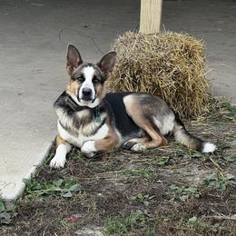 Navi - German Shepherd