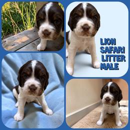 Lion - Liver white and tan male English Springer Spaniel puppy in Billings, Montana from M&M Fuzzy Bottom Friends