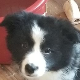 Border Collies from Luna Border Collies