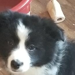 Border Collies from Luna Border Collies