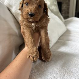 Chosen - Green collar boy - Red  male Goldendoodle puppy in Ruthorfordton, North Carolina from Duncan Doodles Goldendoodles