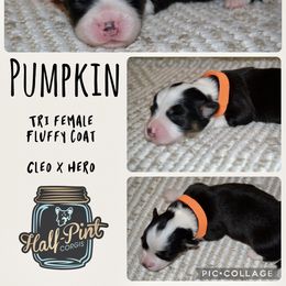 Pumpkin - Black and tan female Pembroke Welsh Corgi puppy in Poteau, Oklahoma from Half-Pint Corgis