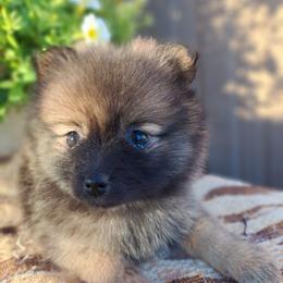 Pomeranian Puppies from Tonia's Pomeranians