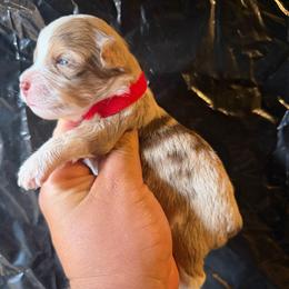 Red - Red tri-color male Aussiedoodle puppy in Los Angeles, California from LA’s Favorite Puppies