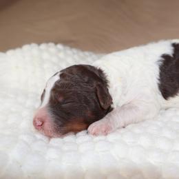 Bonnie - Brown and white female Bernedoodle puppy in Palmetto Bay, Florida from SOMIDOODLES