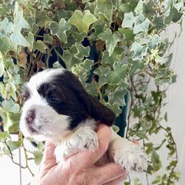 Brown parti girl 1 - Brown and white female Cocker Spaniel puppy in Oregon from Doc's Cockers
