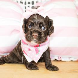 Nina - Brown female Cocker Spaniel puppy in Rattan, Oklahoma from Double M Cocker Spaniels