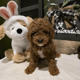 Bernedoodle, Goldendoodle, and Poodle Puppies from 4goldendoodles