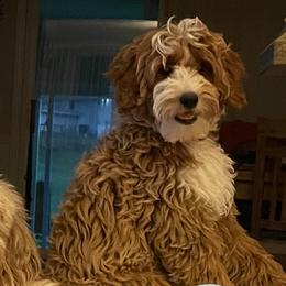 Georgia Bean - Goldendoodle